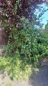 Before