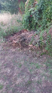 Open Space - garden rubbish dumped
