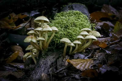 Sulphur Tuft (Hypholoma fasciculare) (c) Iain Houghton