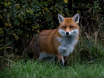 On the Prowl (c) David Crabtree