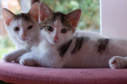 Kittens