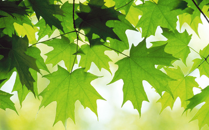 Summer Leaves
