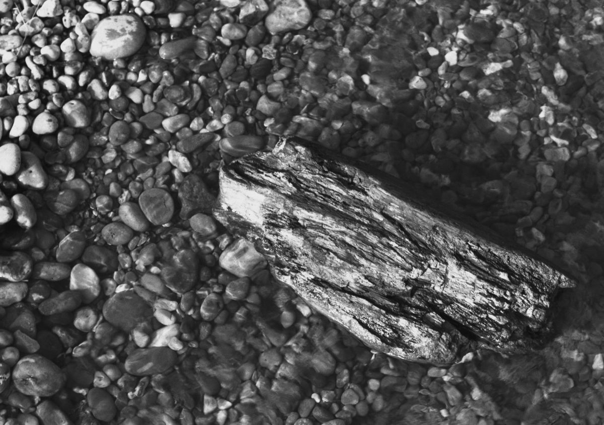 Driftwood