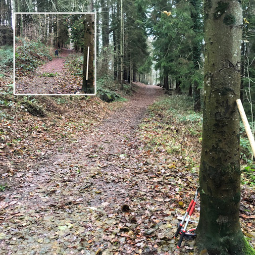 Before and after cutting brambles