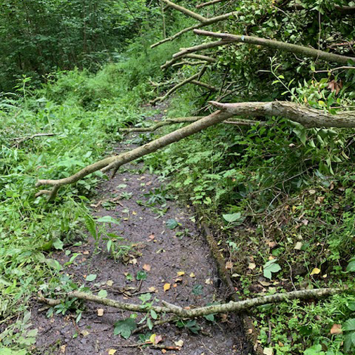 fallen willow blocking path