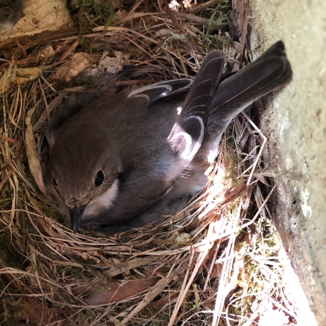 Female Pied Flycatcher sitting on nest in nestbox.