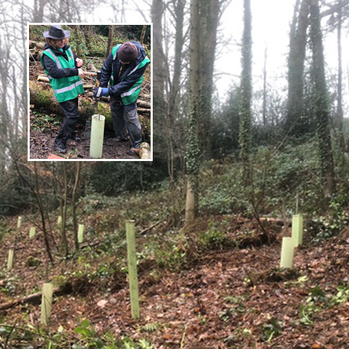 section of woodland planted up with oak tree saplings