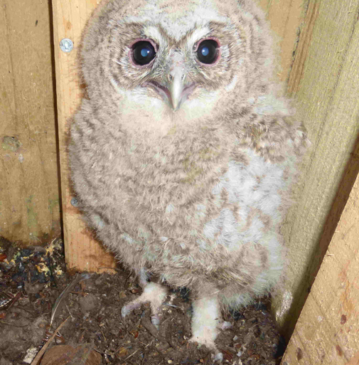 Tawny Owl chick in nest box.