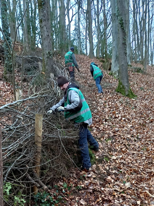 Three volunteers rebuilding the dead hedge