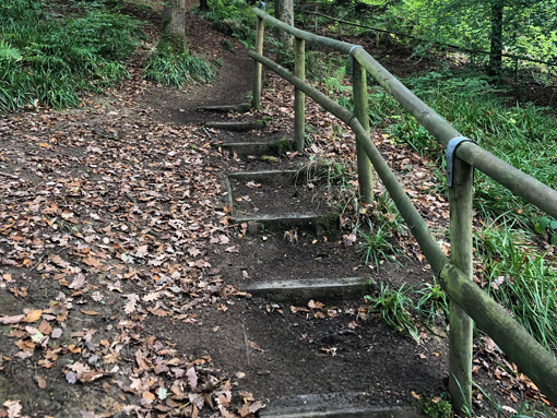 Woodland steps swept of fallen leaves