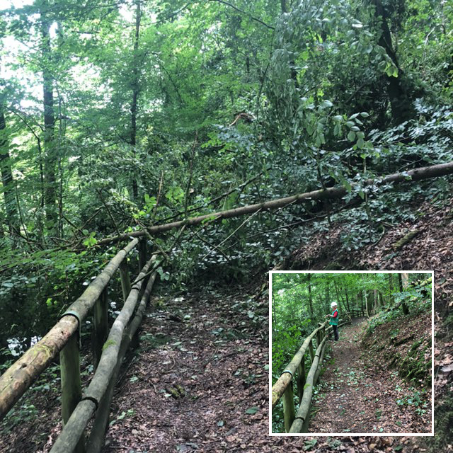 Path blocked by fallen tree