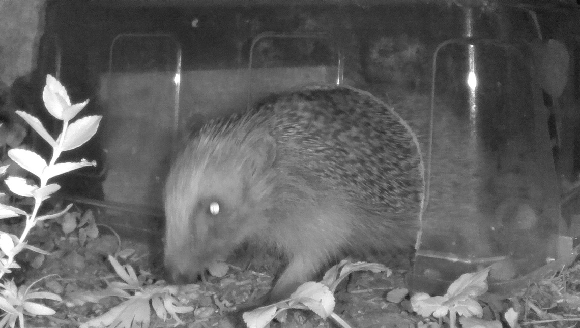 Hedgehog 1