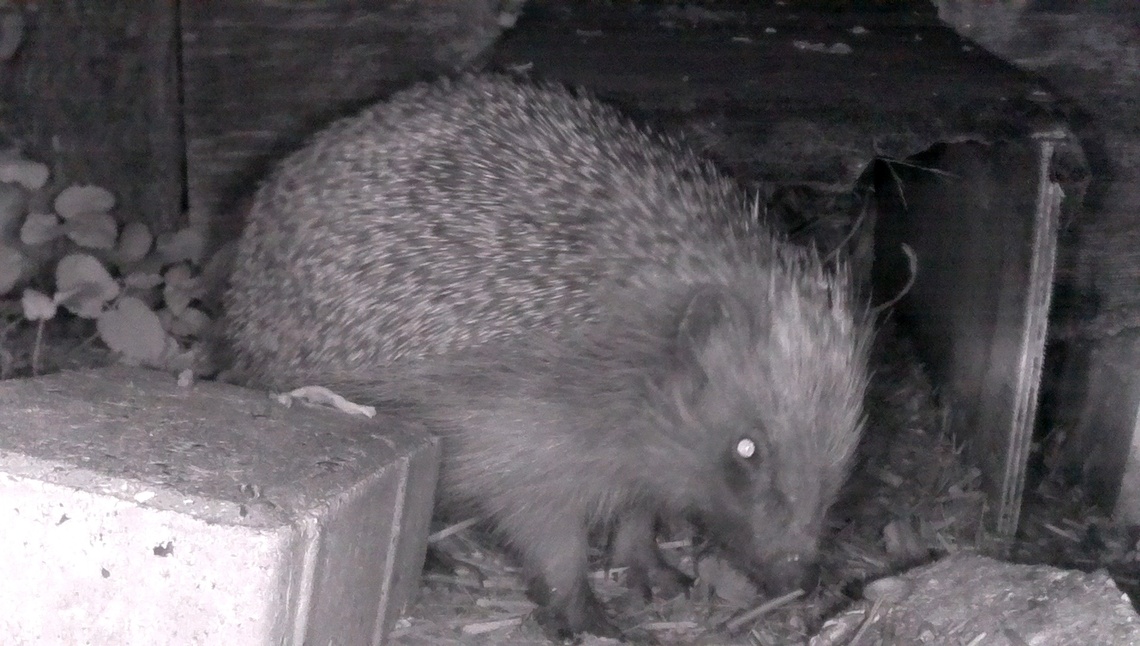 Hedgehog 2