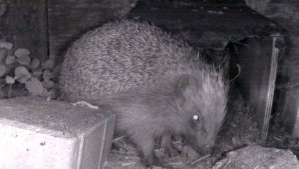 Hedgehog 2