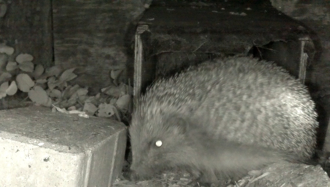 Hedgehog 3