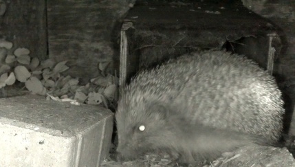 Hedgehog 3