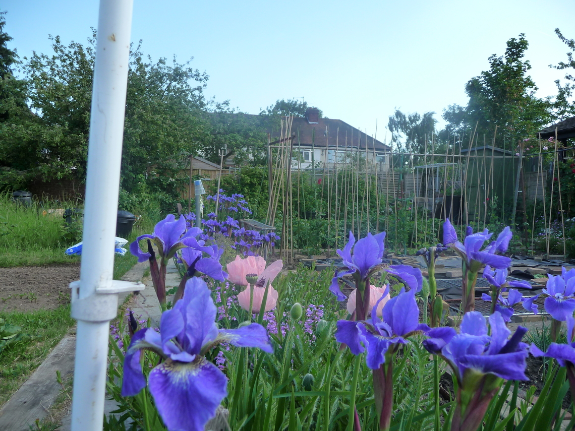 C:Usersmjl49.DESKTOP-JEIDA1UDesktopP1000229.jpj