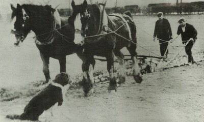 1930s Ploughing Match Easter Balfunning Farm