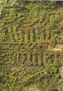 The oldest gravestone in the churchyard