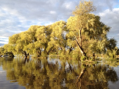 No sign of the field - but makes a wonderful sight!      