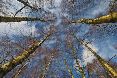 Up through the Birches
