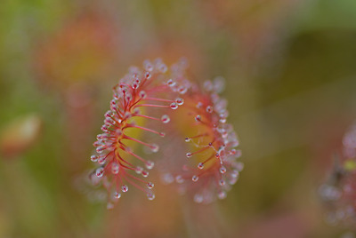 The delicate sundew