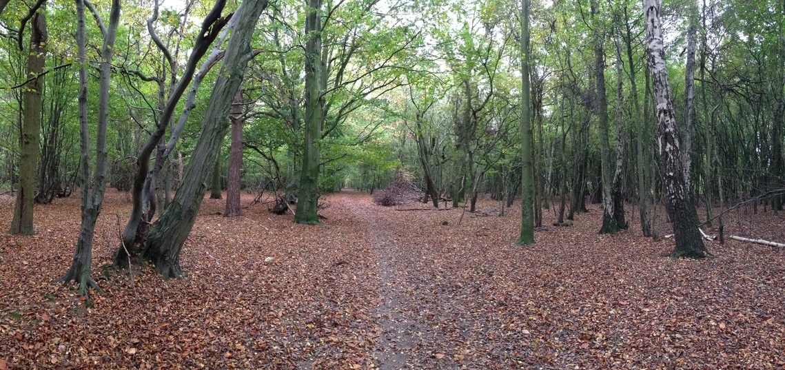 footpath in Alsa Wood