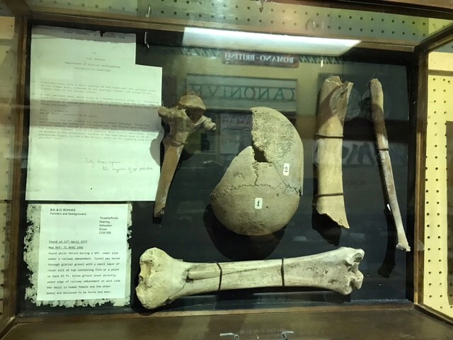 neolithic bones