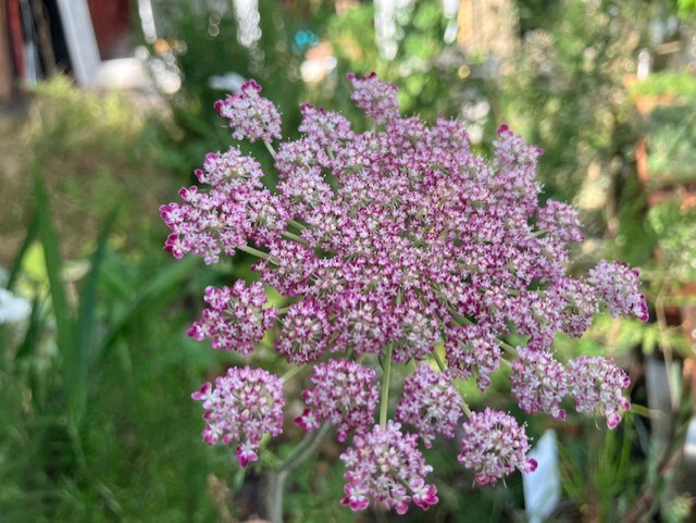 A close up of heads of small purple and white flowers