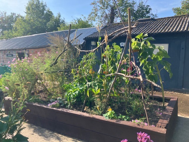 Raised planter vegetable patch full of greens on a sunny day