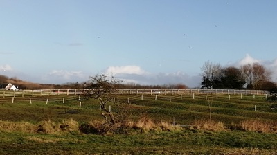 Church Cliff Farm Paddock