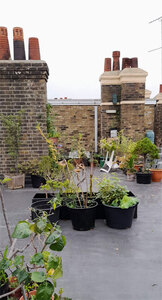 The chimneys in the roof garden space