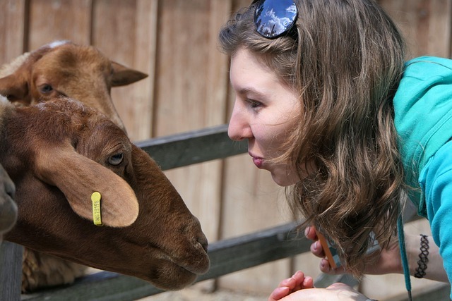Young woman spending time with a goat and a therapeutic care farm