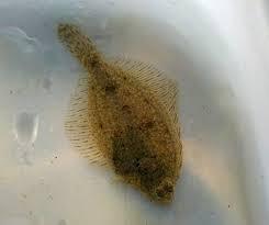 Flounder