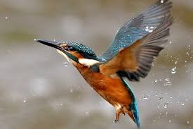 Kingfisher