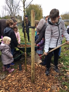 Children help to plant a Whitebeam 
