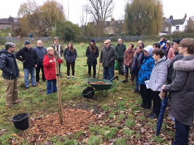 Tree planting 
