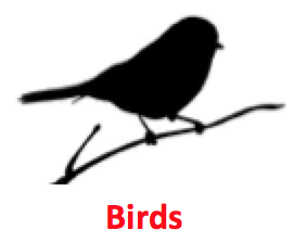 Birds.png