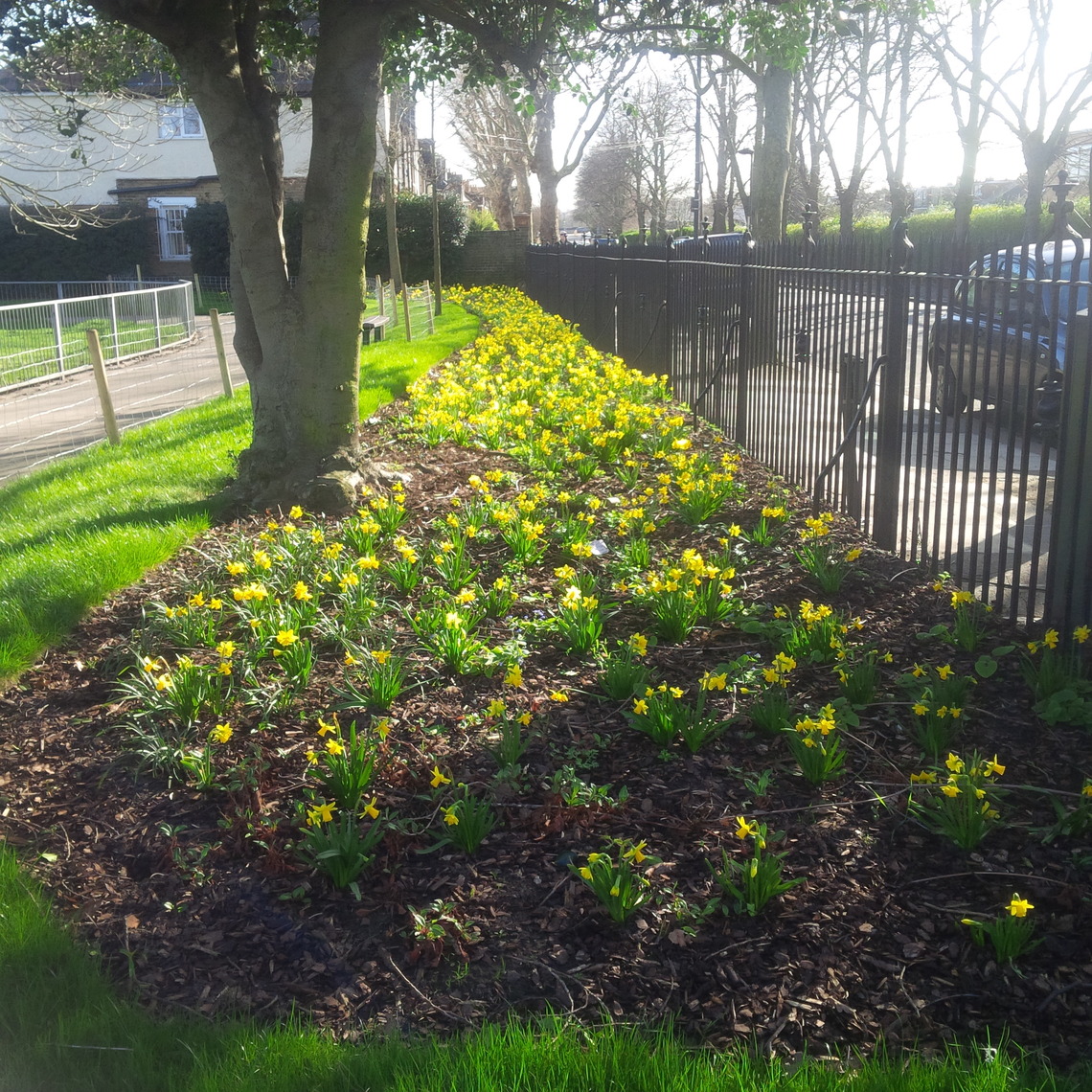 Daffodils in the Rec 2