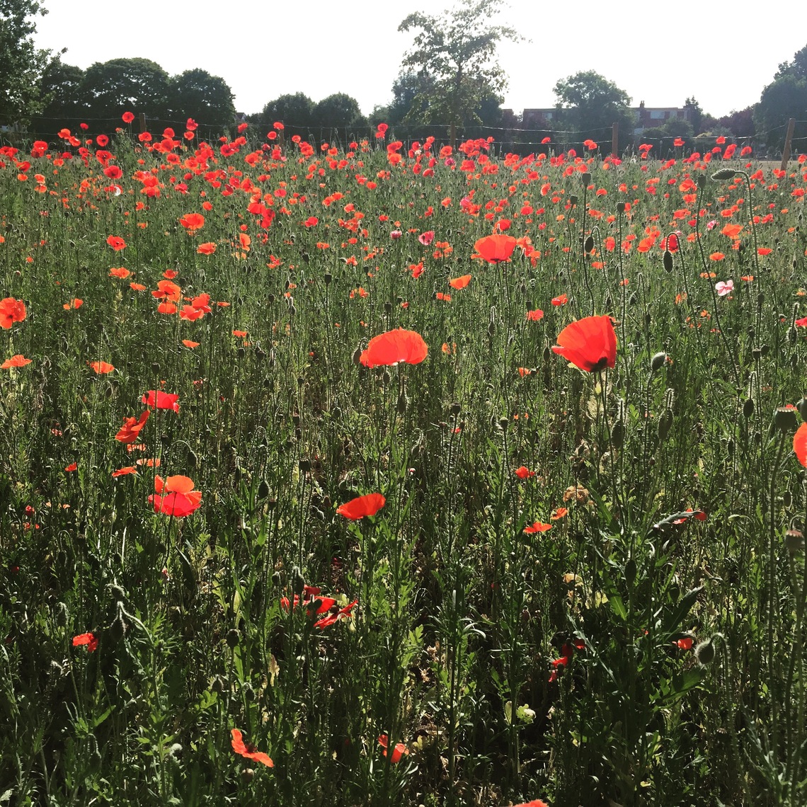 Field of Poppies at North Sheen Rec, planted by Richmond Borough Council in 2015 as part of WW1 commemorations