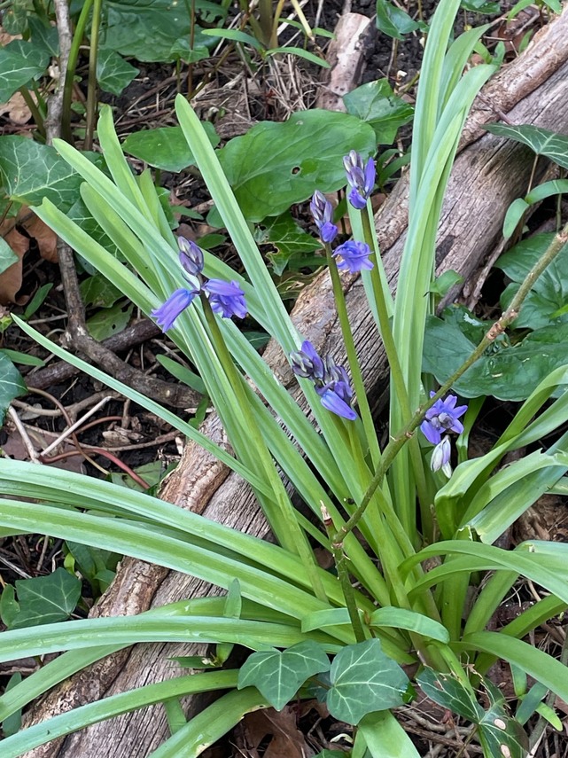Bluebells struggling under ivy