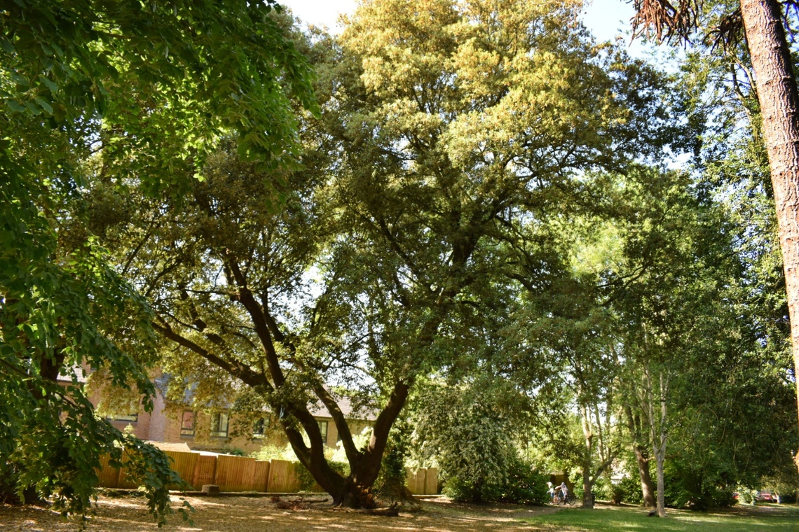 Grove Gardens | Russell Walk | Wildlife Corridor 1