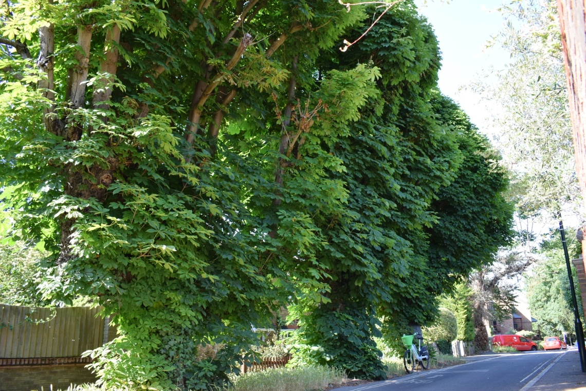 Grove Road Horse Chestnut Trees