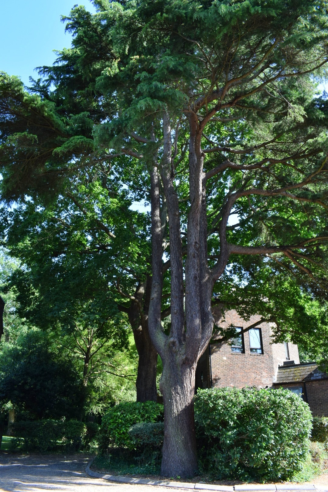 Hobart Place Cedar Tree | Wildlife Corridor 6