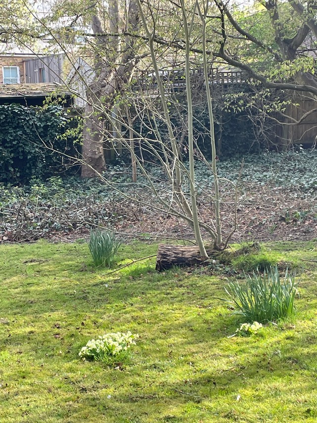 Pear tree stump