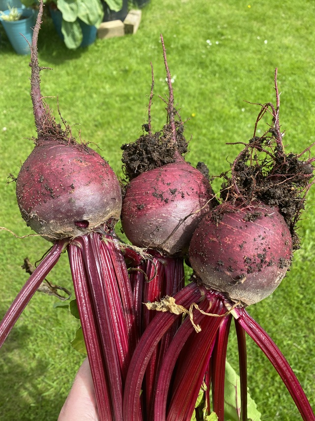 Beetroot