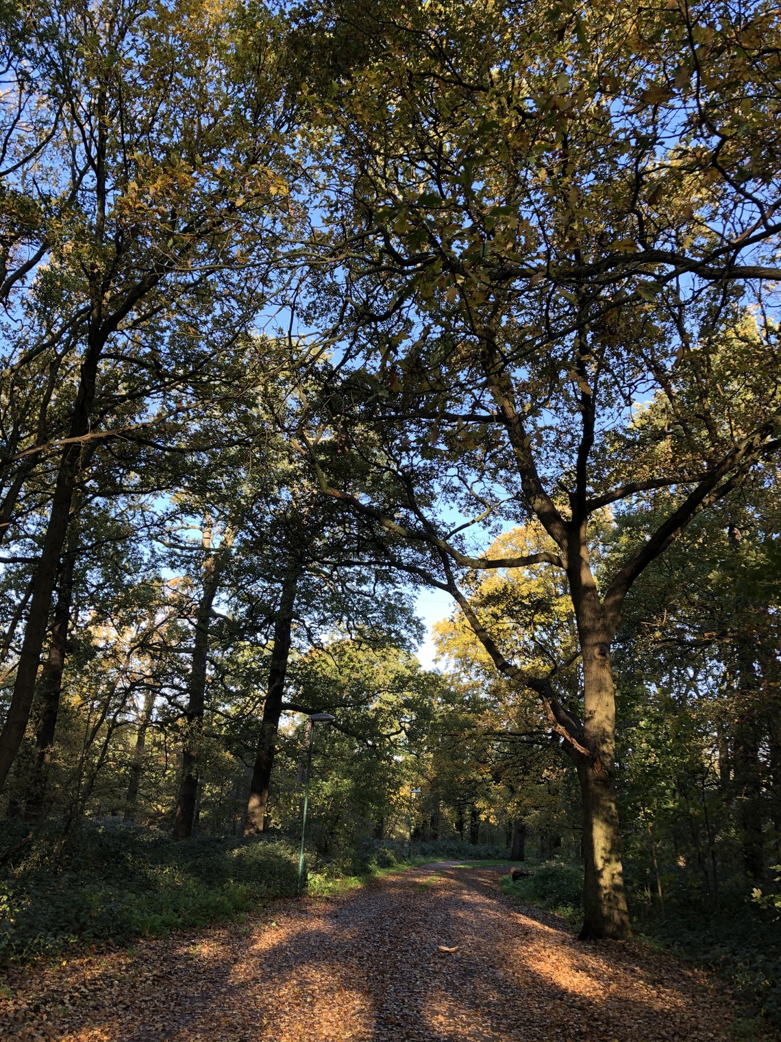 Autumn in Rose Hill Park East