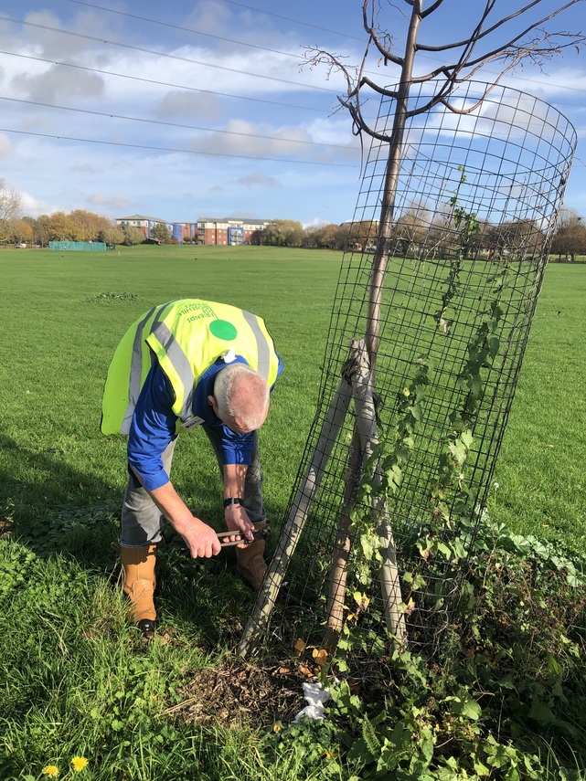 Volunteer rescuing trees that were leaning