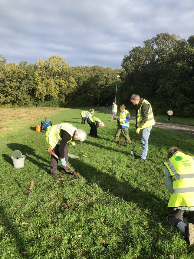 Planting daffodils in RHPE