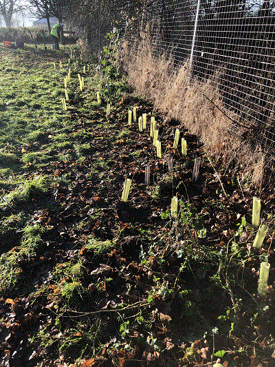 Saplings planted